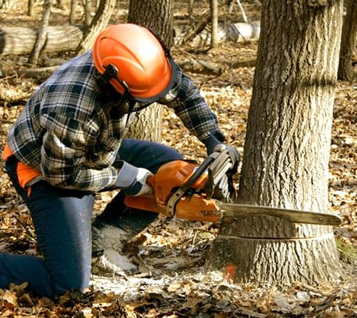 Tree Removal in Lake Tomahawk, WI